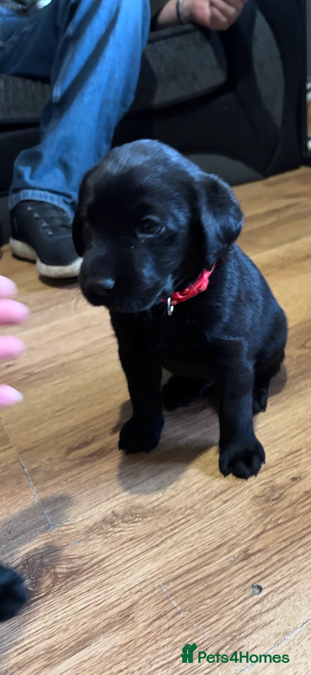 Labrador Retriever dogs for sale: Stunning lab pups - Advert 5