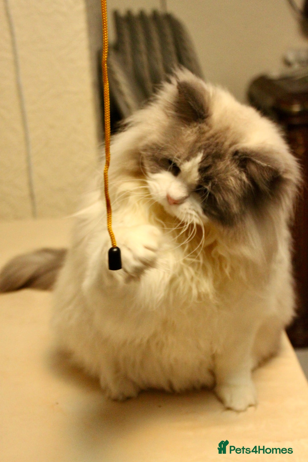 Ragdoll cats for sale: Retired King Ragdoll – Blue Point Bicolour - Advert 4