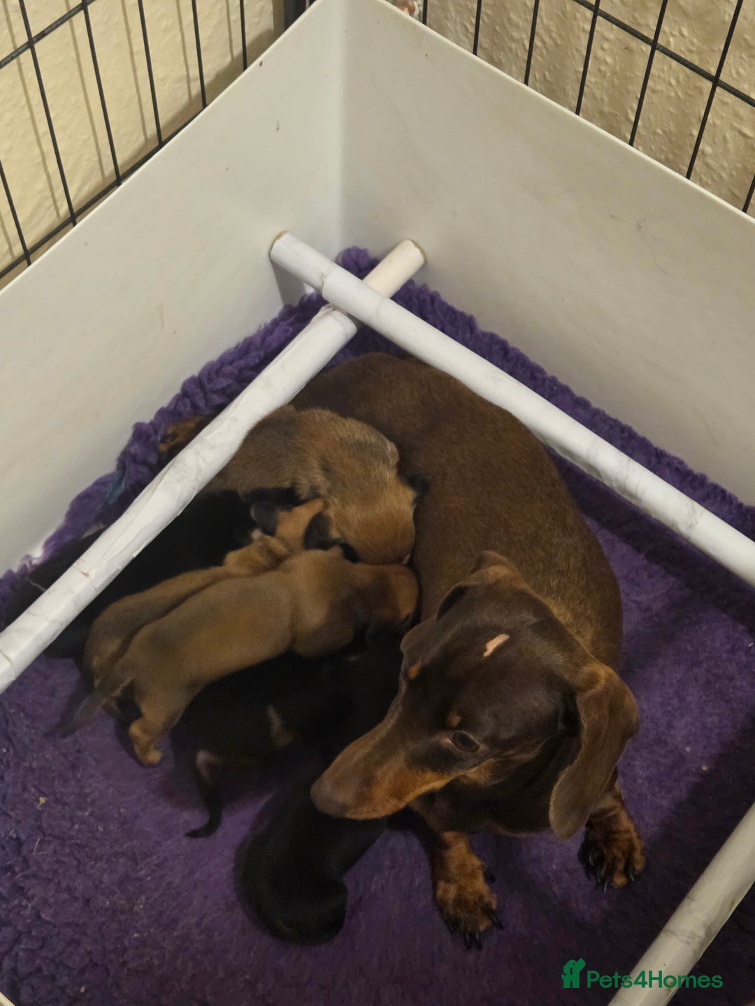 Miniature Dachshund dogs for sale: Miniature dachshunds. PRA clear, ready now  - Advert 8