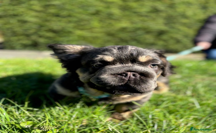French Bulldog dogs - Advert 1