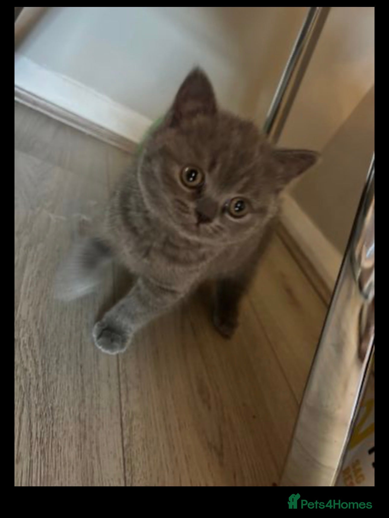 British Shorthair cats Beautiful playful British shorthair female  - Advert 1