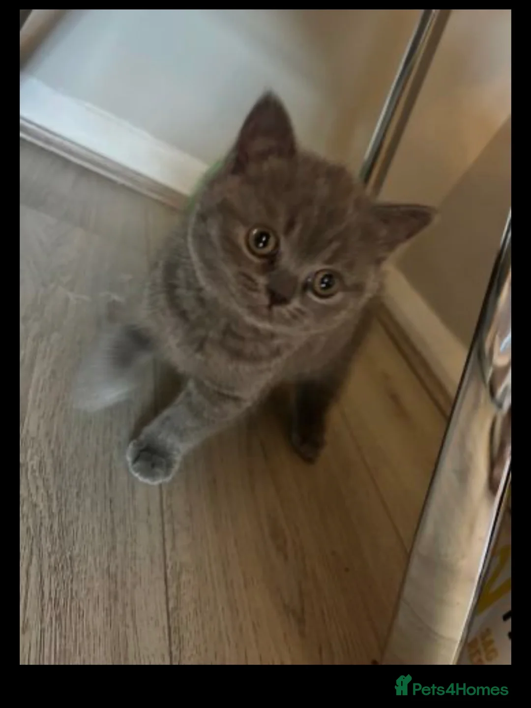British Shorthair cats for sale: Beautiful playful British shorthair female  in Leeds - Advert 1