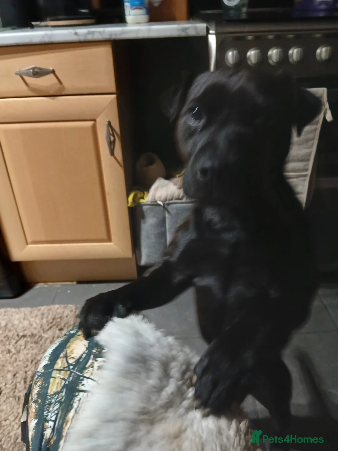 Patterdale Terrier dogs for sale: Patterdale  in Chesterfield - Advert 13