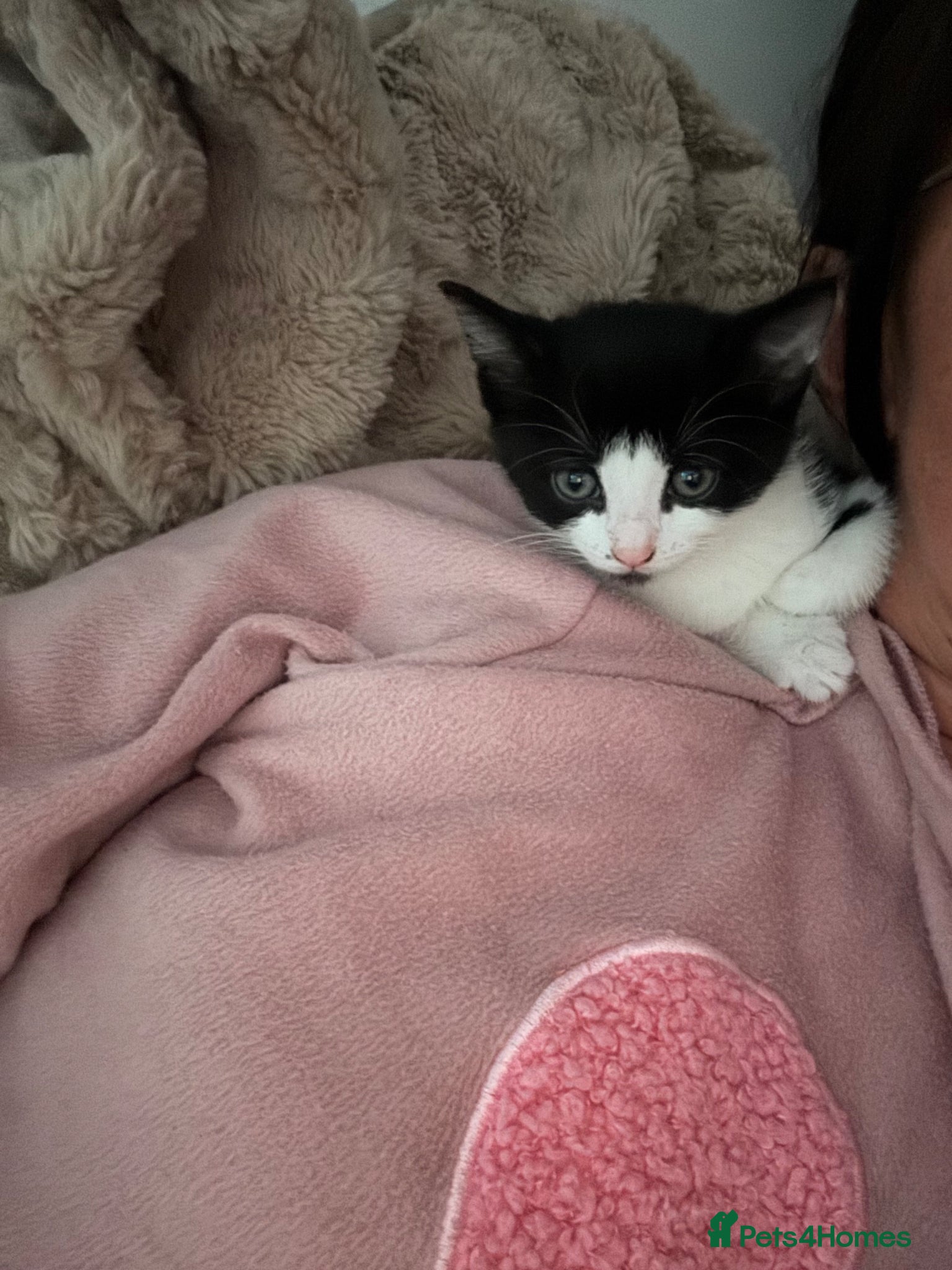 Mixed Breed cats for sale: 4 sweet kittens for new homes  in Thornton-Cleveleys - Advert 18