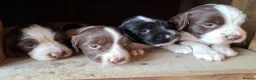 English Springer Spaniel dogs for sale: Working springer spaniel pups - Advert 14