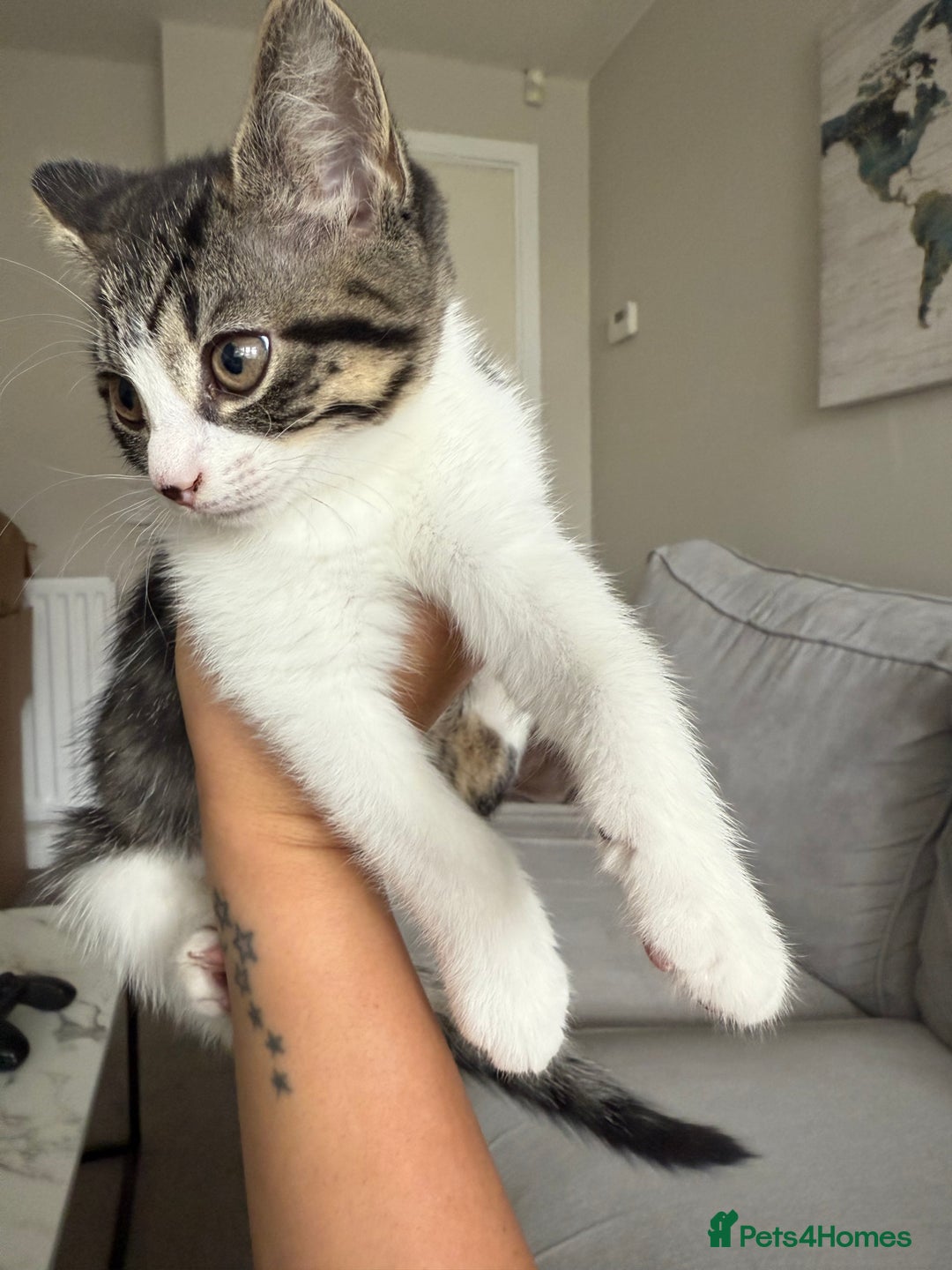 Mixed Breed cats for sale: Kittens for sale  - Image 9