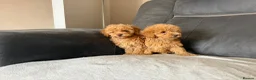 Toy Poodle dogs for sale: Toy poodle - Advert 14