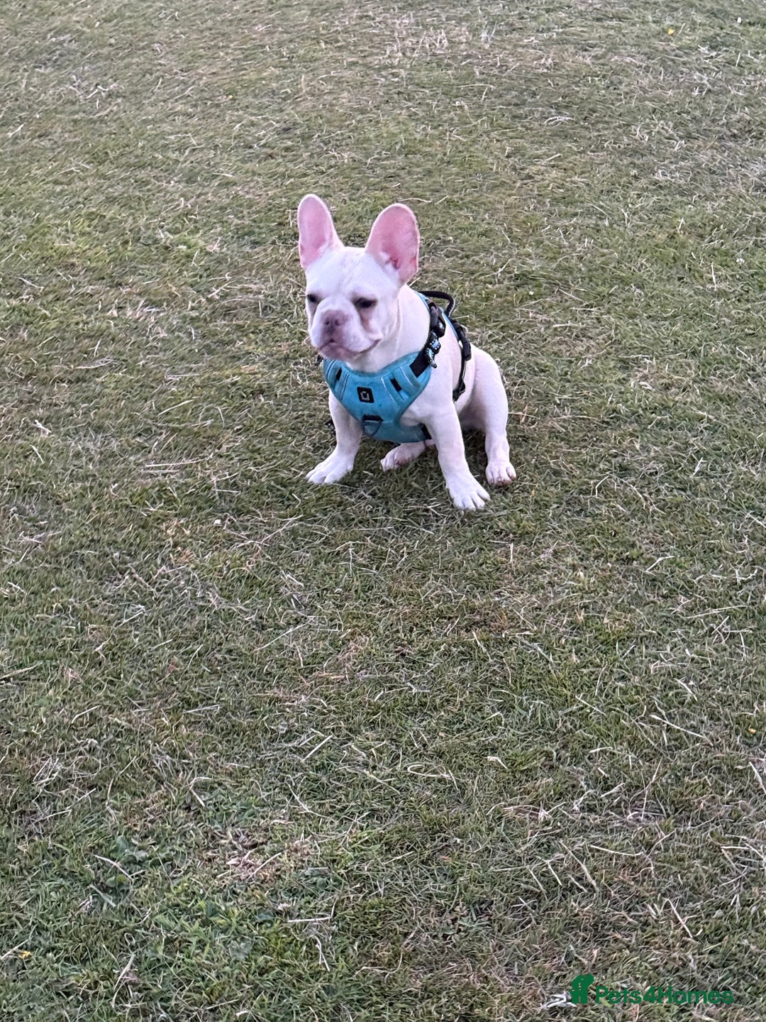 French Bulldog dogs for sale: Platinum Male Frenchie  - Advert 4