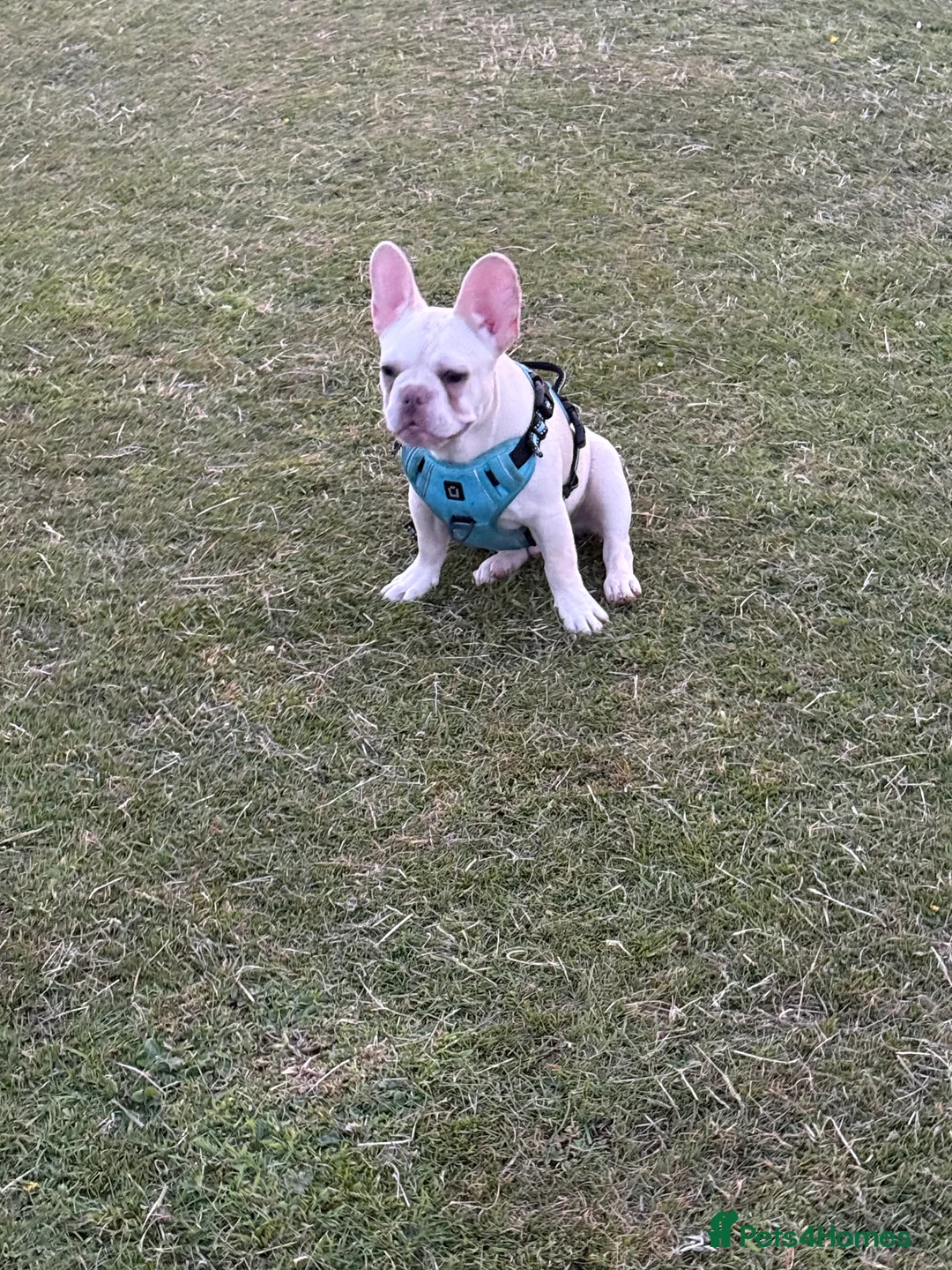 French Bulldog dogs for sale: Platinum Male Frenchie  - Advert 4