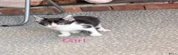 Mixed Breed cats for sale: 3 kittens ready for new homes  - Advert 14