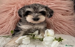Mixed Breed dogs for sale: Very Rare colour Schnoodle puppies 💖🐶💙🐶 in Ashford - Image 3
