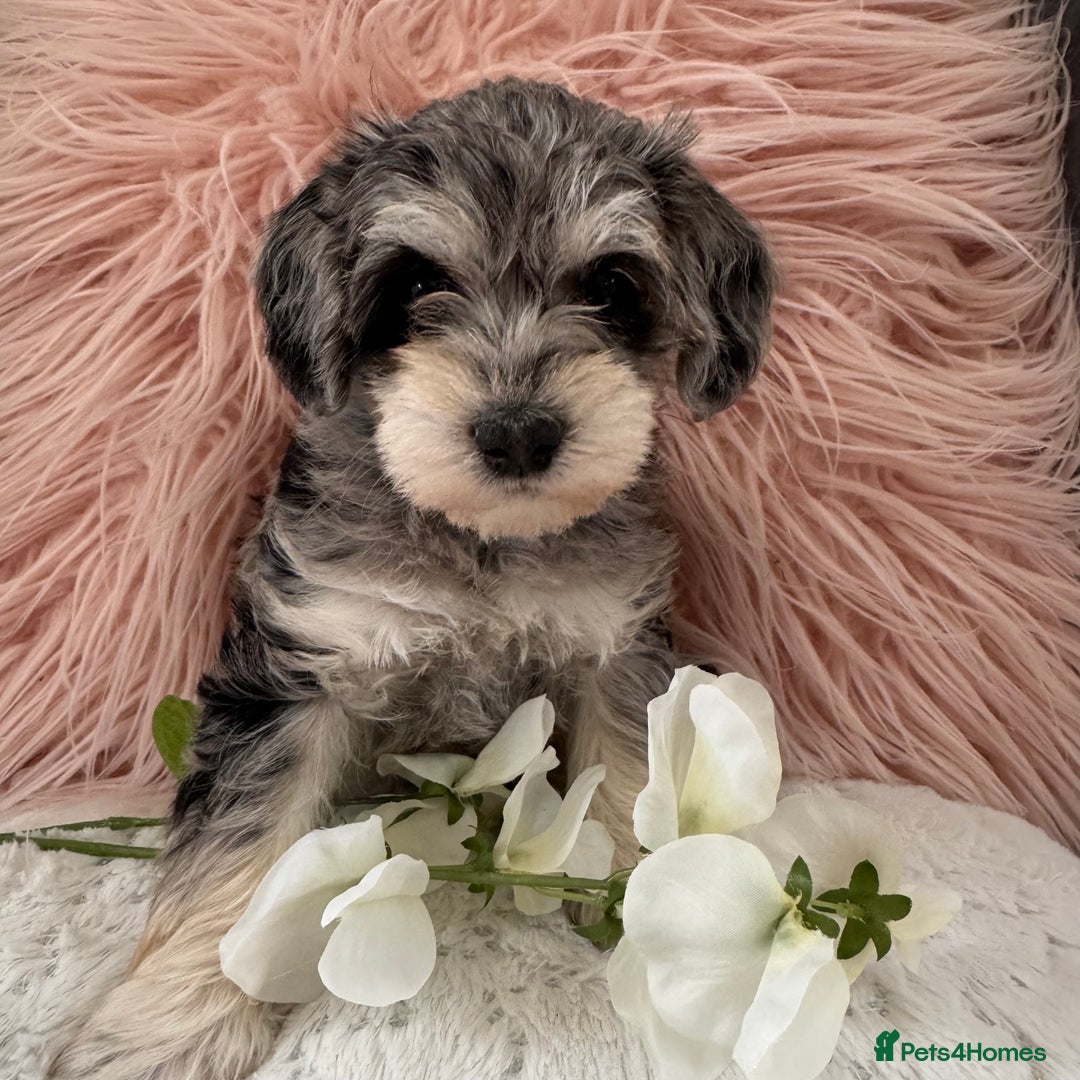 Mixed Breed dogs for sale: Very Rare colour Schnoodle puppies 💖🐶💙🐶 in Ashford - Image 3