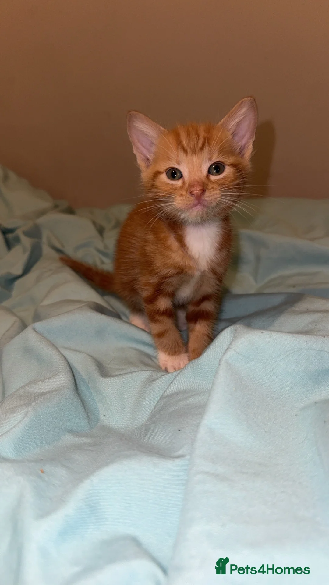 Mixed Breed cats for sale: Mixed kittens  - Advert 2