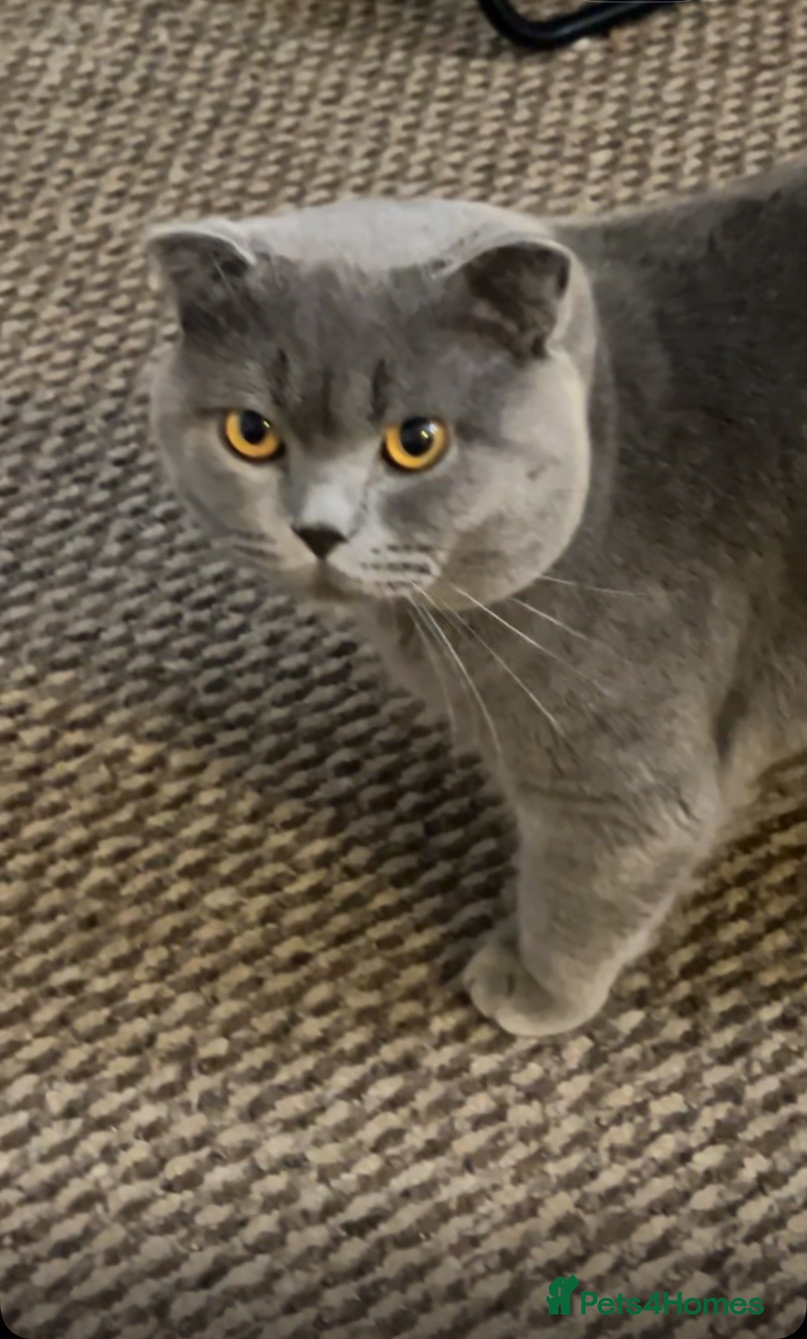 Scottish Fold cats for sale: Scottish+British short hair - Advert 16