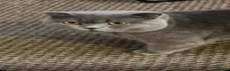 Scottish Fold cats for sale: Scottish+British short hair - Advert 1