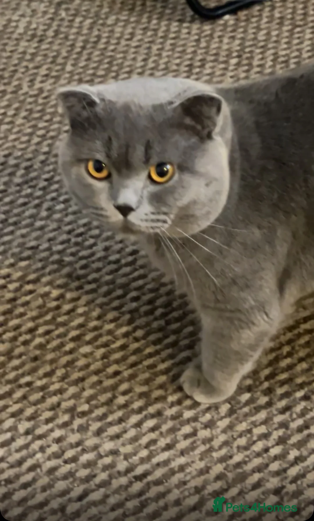 Scottish Fold cats for sale: Scottish+British short hair - Advert 1