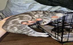 Bengal cats for sale: TICA Genetic & Health Tested Bengal Kittens  - Image 5