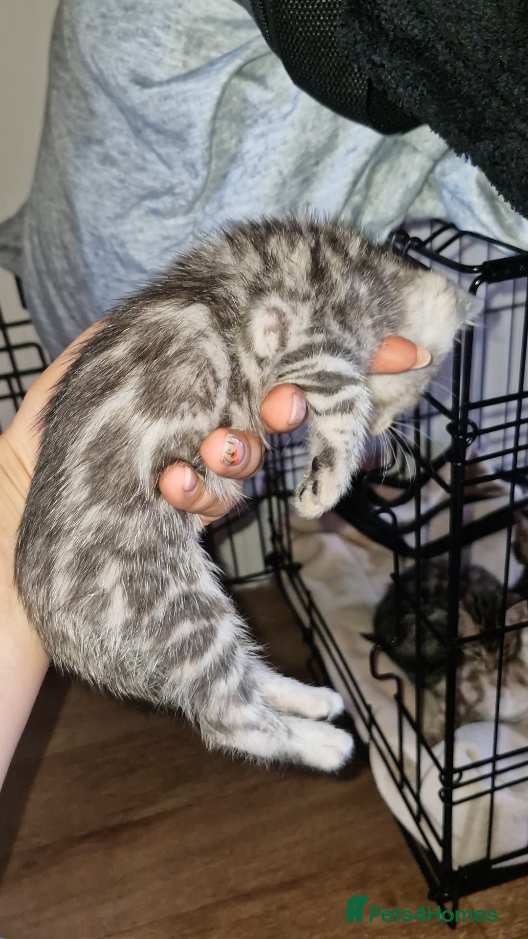 Bengal cats for sale: TICA Genetic & Health Tested Bengal Kittens  - Image 5