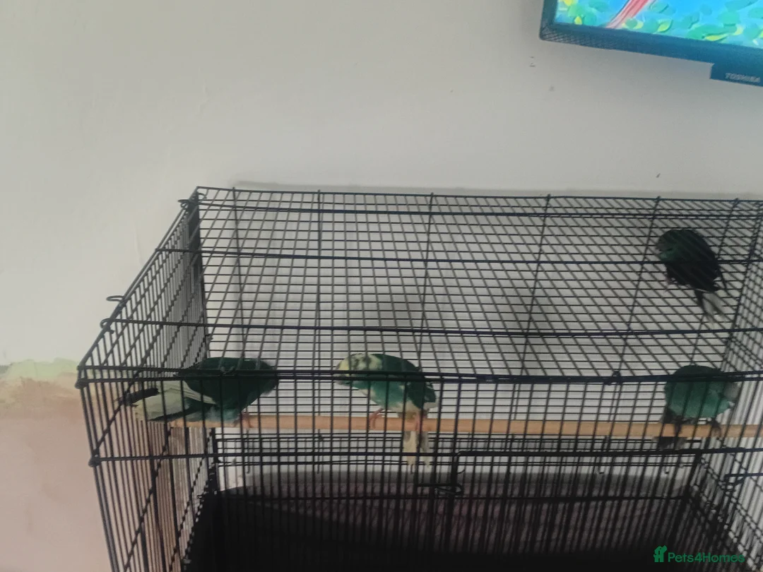 Parakeets birds for sale: Kakarikis parakeet turquoise and pied turquoise  in Craven Arms - Advert 2