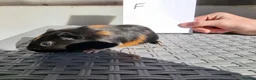 Guinea Pig rodents for sale: Baby Guinea Pigs  in Usk - Advert 20