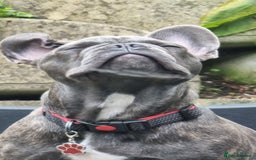 French Bulldog dogs for sale: Freddie  - Image 3