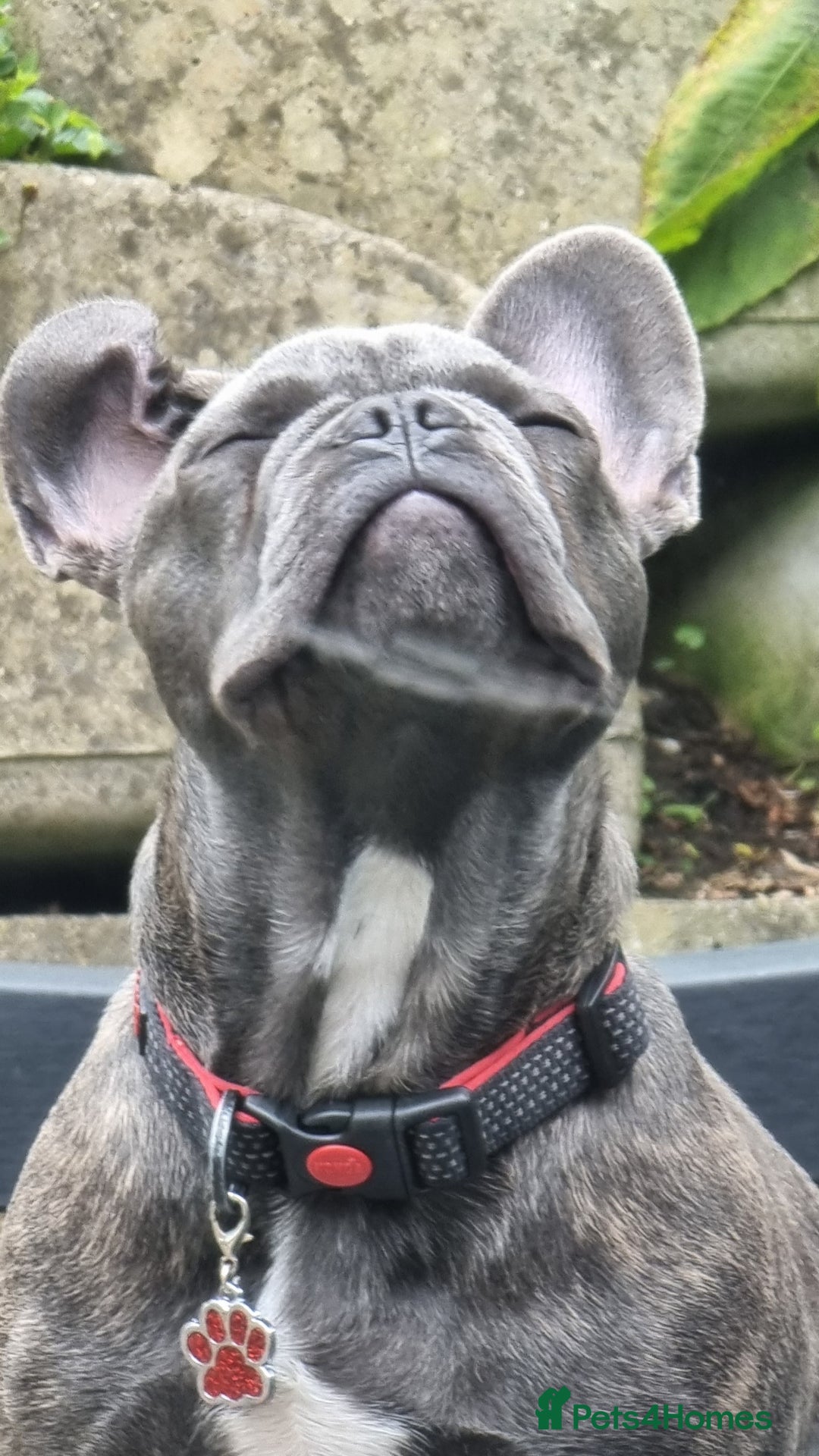 French Bulldog dogs for sale: Freddie  - Image 3