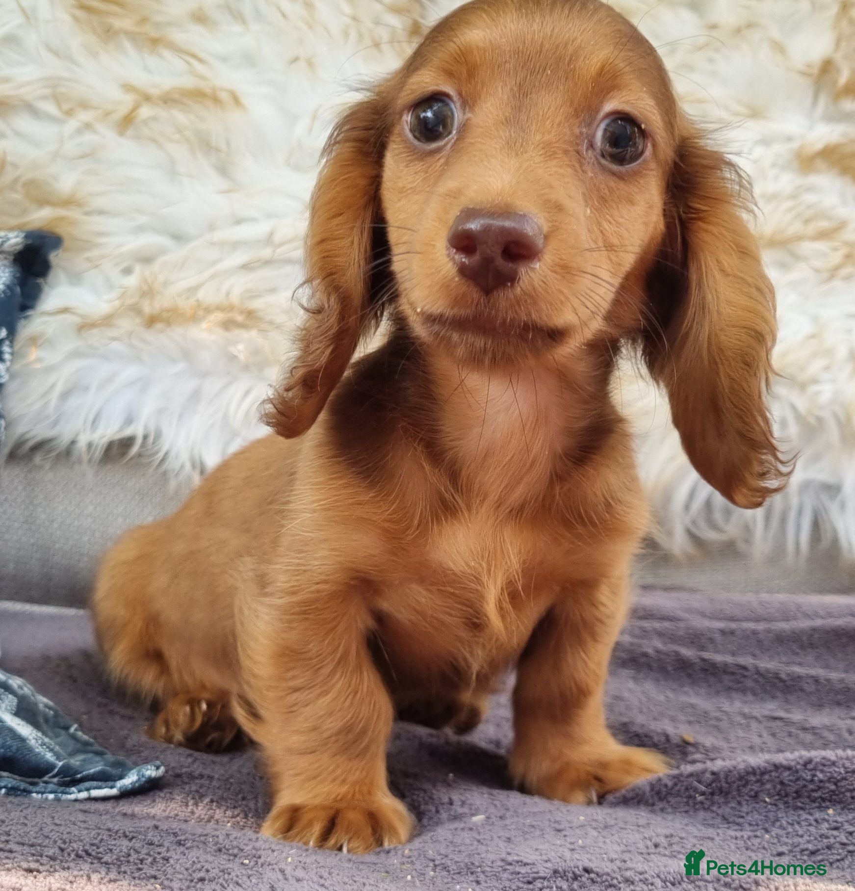 Dachshund dogs 5* True Minature Long Haired Choc Dachshund  - Advert 21