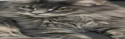 Maine Coon cats for sale: Maine Coon Kitten - Advert 8
