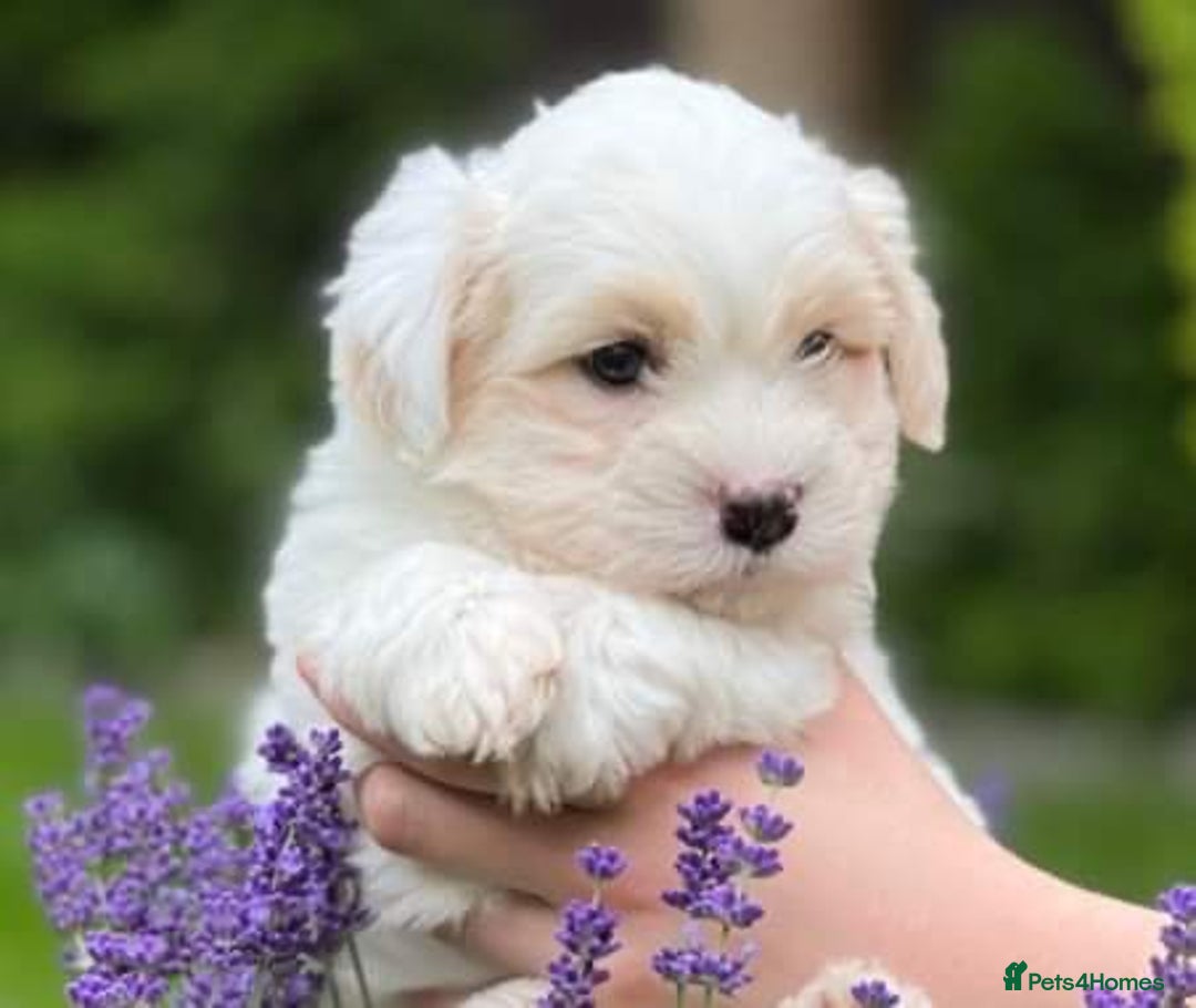 Coton De Tulear dogs for sale: K.C reg Coton de Tulear Puppies inc. World Champio - Advert 9