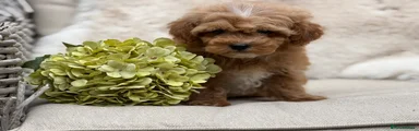 Mixed Breed 3