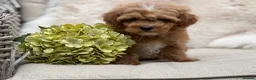 Mixed Breed dogs for sale: Exquisite litter of CAVAPOOCHONS ready now  - Advert 13