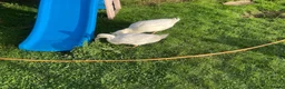 Ducks poultry for sale: Selling bonded ducks adult  pair . Age 10 months . - Advert 4