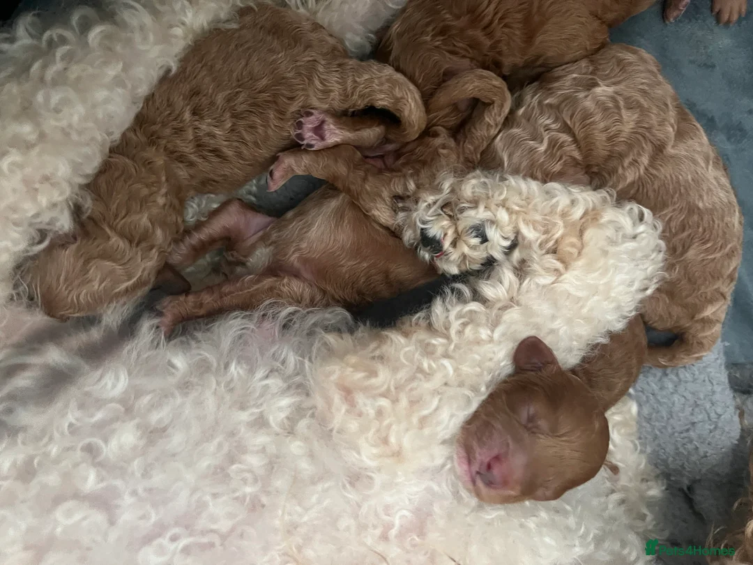 Toy Poodle dogs for sale: KC Reg Full health Check Red Toy Poodles in Liverpool - Advert 9