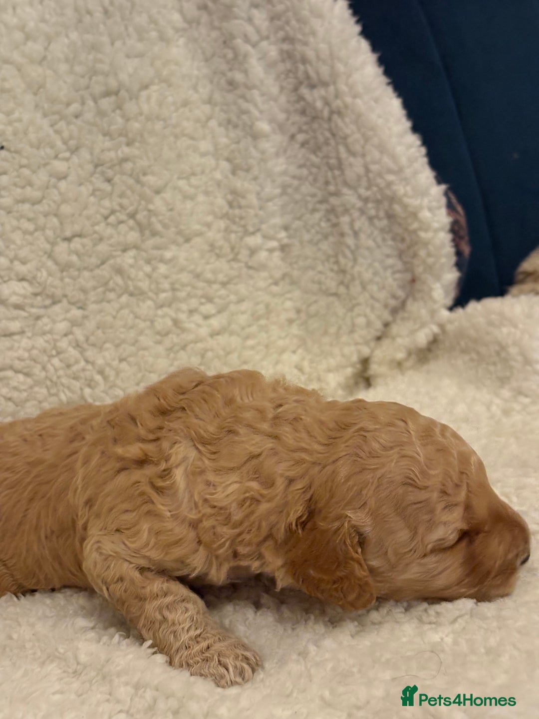 Cockapoo dogs for sale: F1b cockapoo puppies - Advert 3