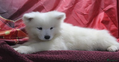 Samoyed dogs - Advert 1