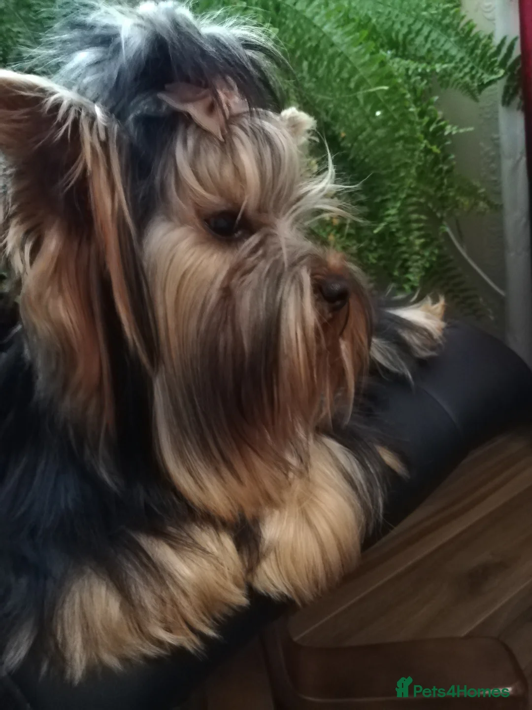 Yorkshire Terrier dogs for stud: Outstanding Yorkshire terrier for STUD only in Hull - Advert 12