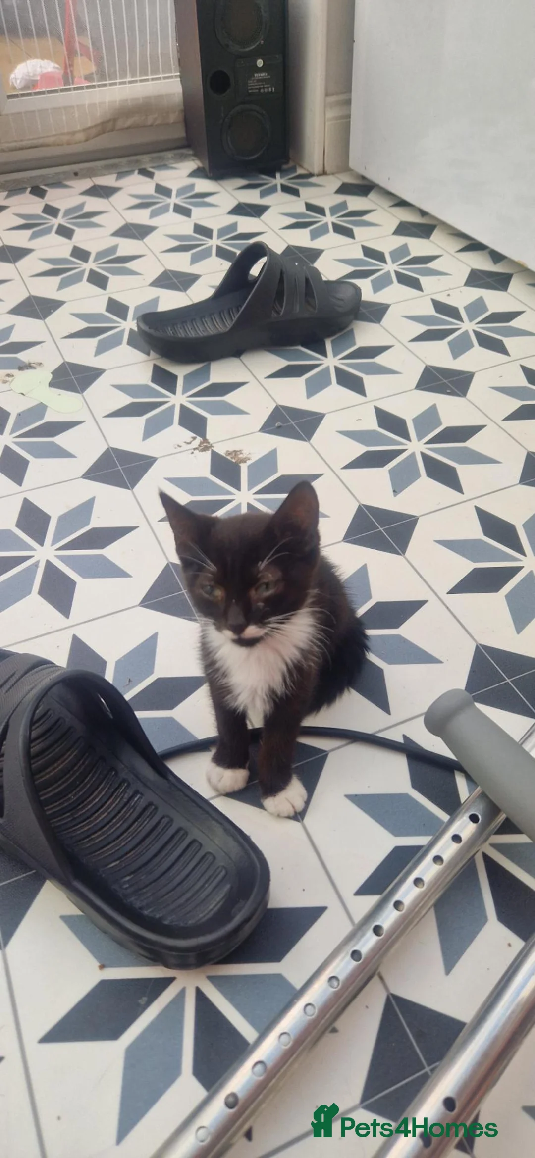 Mixed Breed cats for sale: 6 little kitens(2 boys and 4 girls) - Advert 17