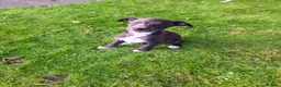 Whippet dogs for sale: 1 Girl Left - KC Whippet Puppies in Aberdeenshire - Advert 11