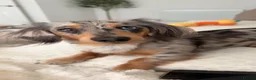 Miniature Dachshund dogs for sale: KC Reg Long Haired Dapple Mini Dachshunds - Advert 28