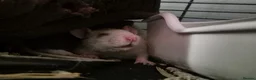 Rat rodents for sale: 4 female rats in Sheffield - Advert 4
