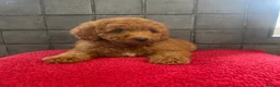 Miniature Poodle dogs for sale: Stunning Fox Red Minature Poodle Pups  - Advert 24