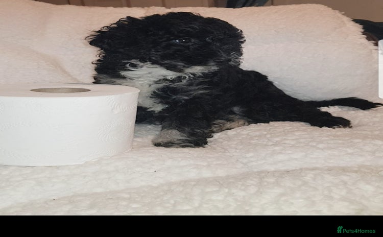 Sproodle dogs - Advert 2