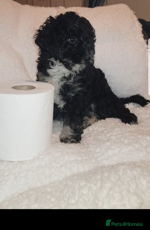 Sproodle dogs - Advert 2