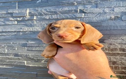 Miniature Dachshund dogs for sale: Miniature dachshunds READY NOW - Advert 16