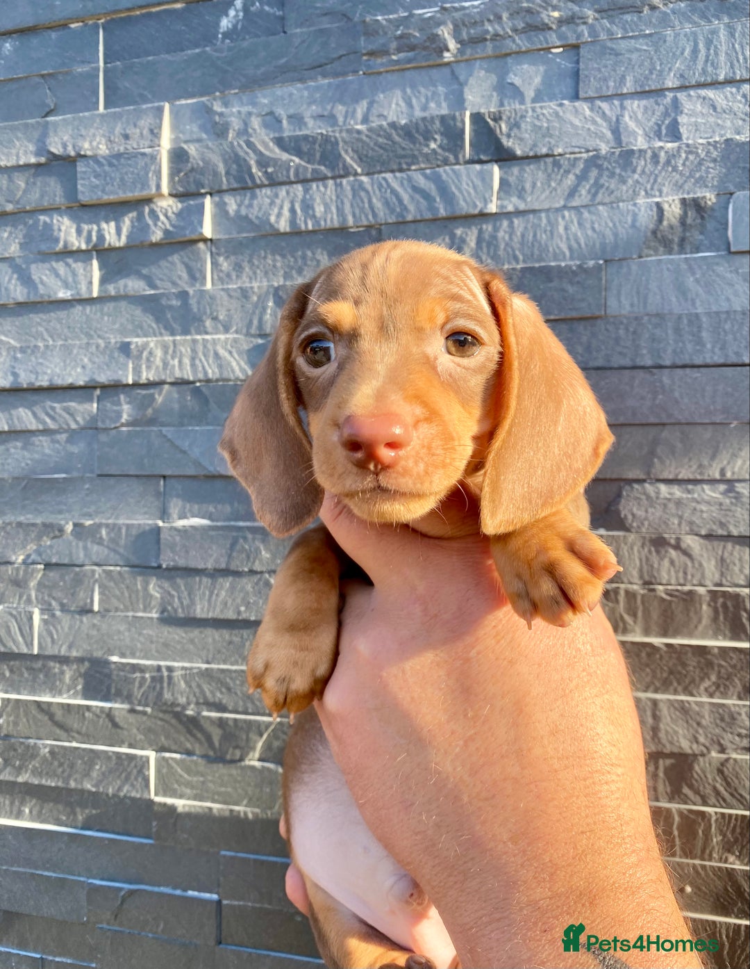 Miniature Dachshund dogs for sale: Miniature dachshunds READY NOW - Advert 16