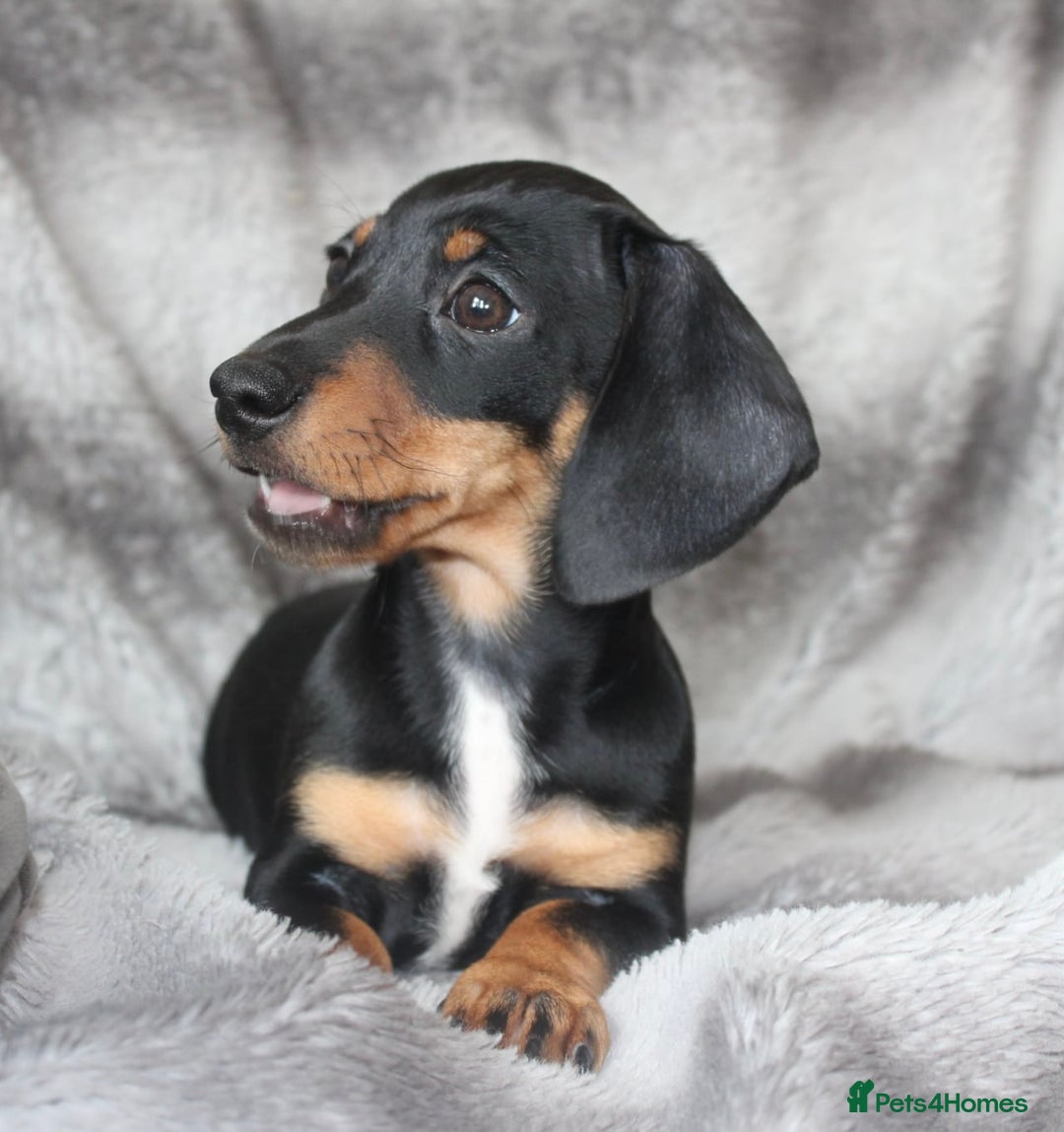 Dachshund dogs for sale: DACHSHUNDS READY NOW - Image 12