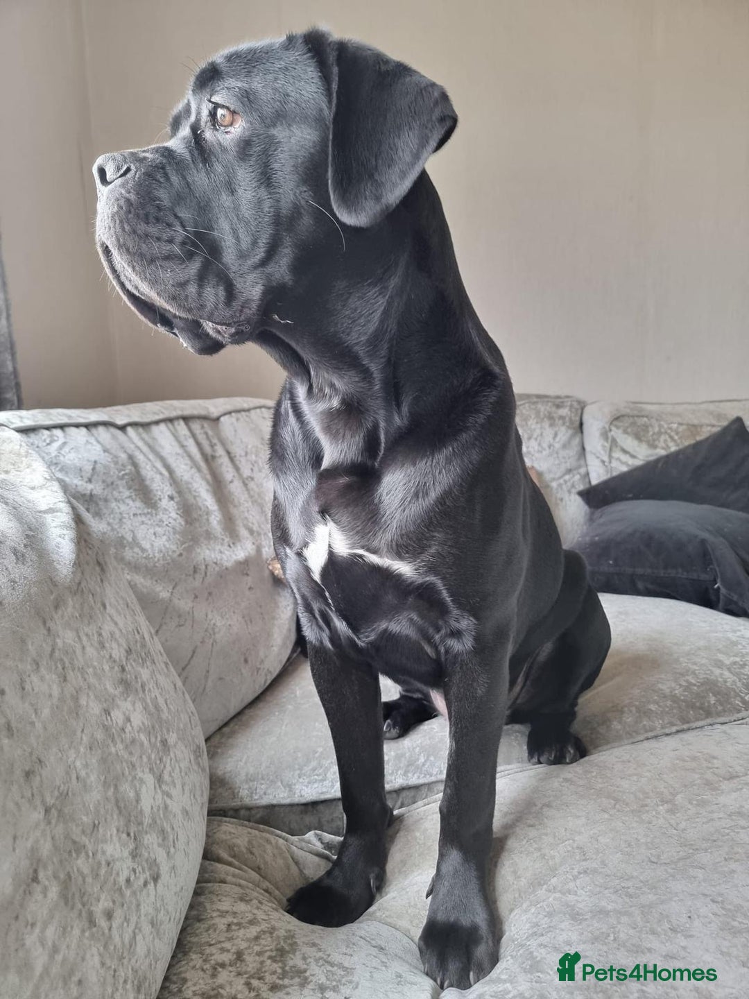 Cane Corso dogs for sale: Stunning Male Cane Corso for sale - 8 months - Image 2