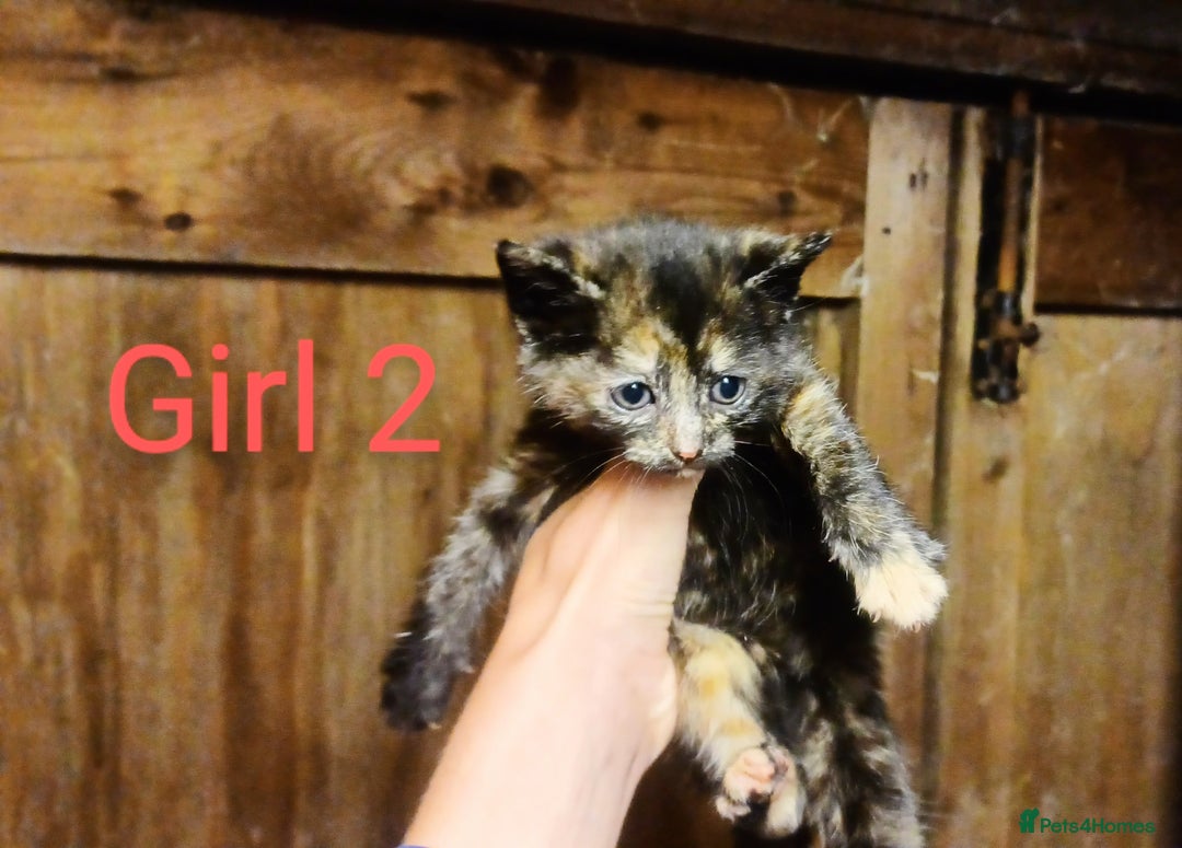 Mixed Breed cats for sale: FREE TO A GOOD HOME! adorable kittens for sale - Image 16