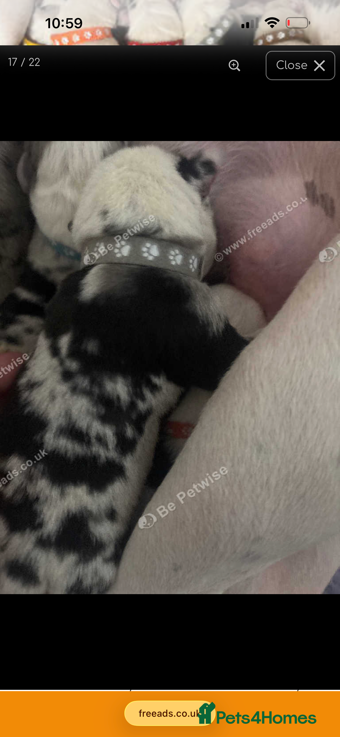 Mixed Breed dogs for sale: beautiful Bull/Greyhound puppies  - Image 14