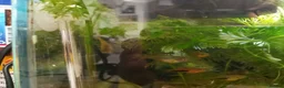 Platies fish for sale: Platy fry in Rickmansworth - Advert 3